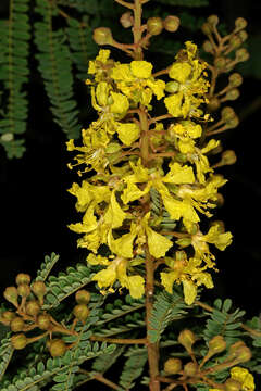 Image of African weeping-wattle