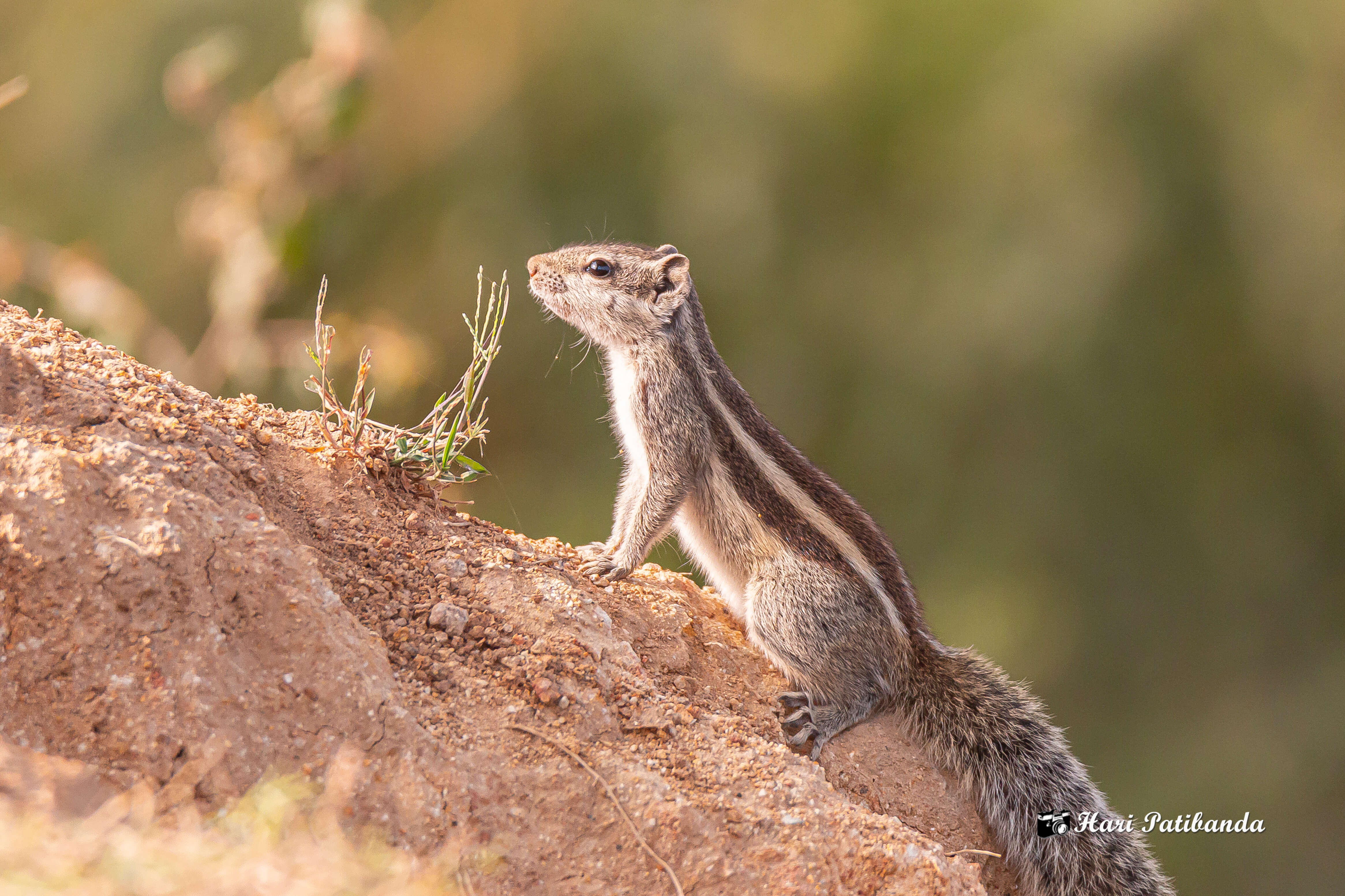 Image of Indian palm squirrel