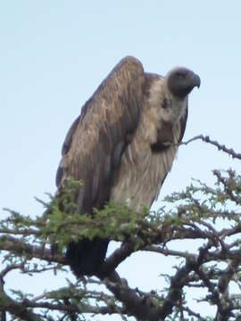 Image of White-backed Vulture