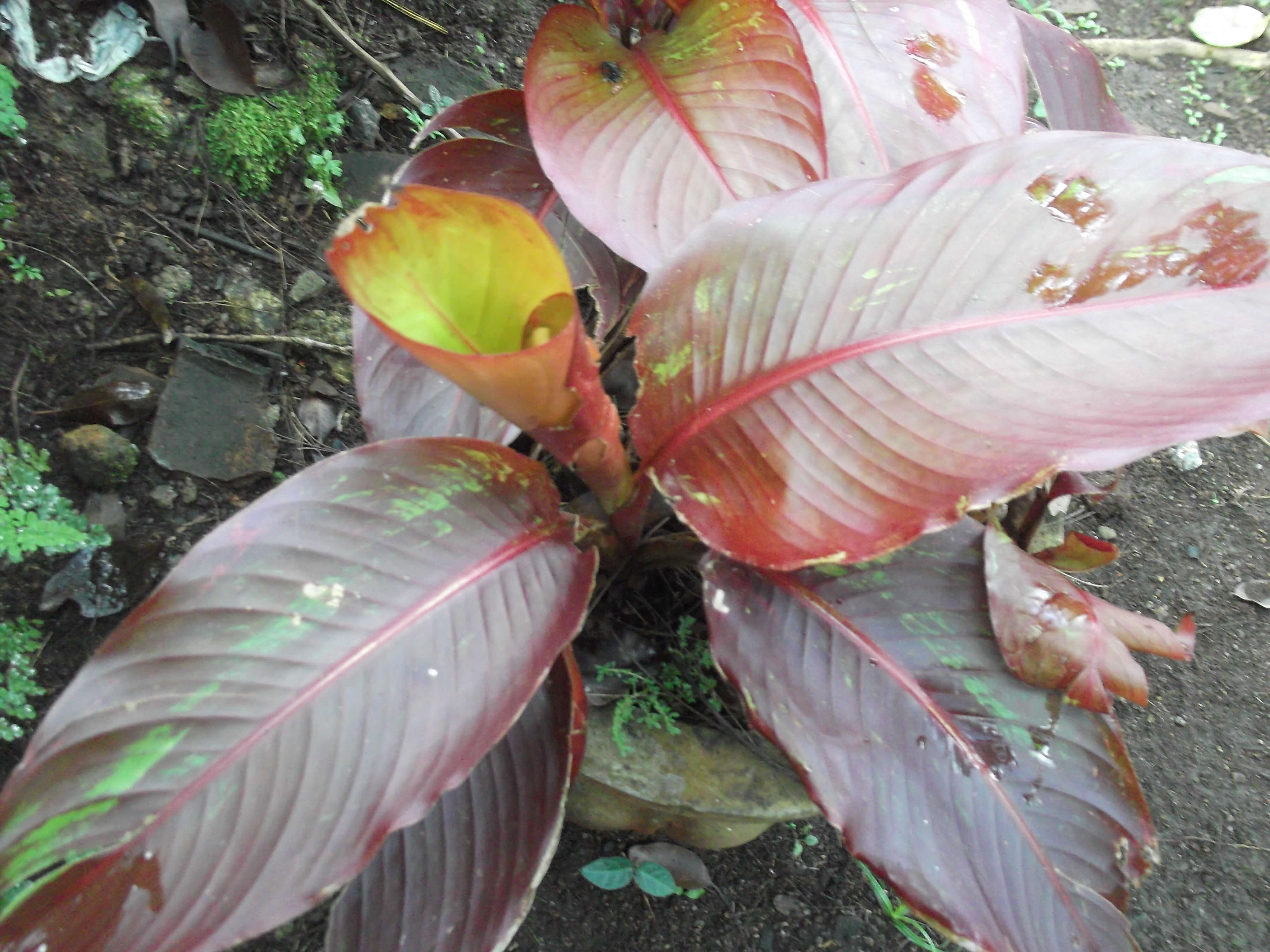 Image of Heliconia indica Lam.