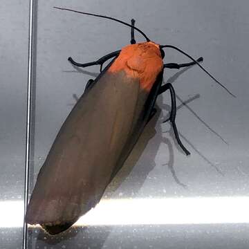 Image of four-spotted footman