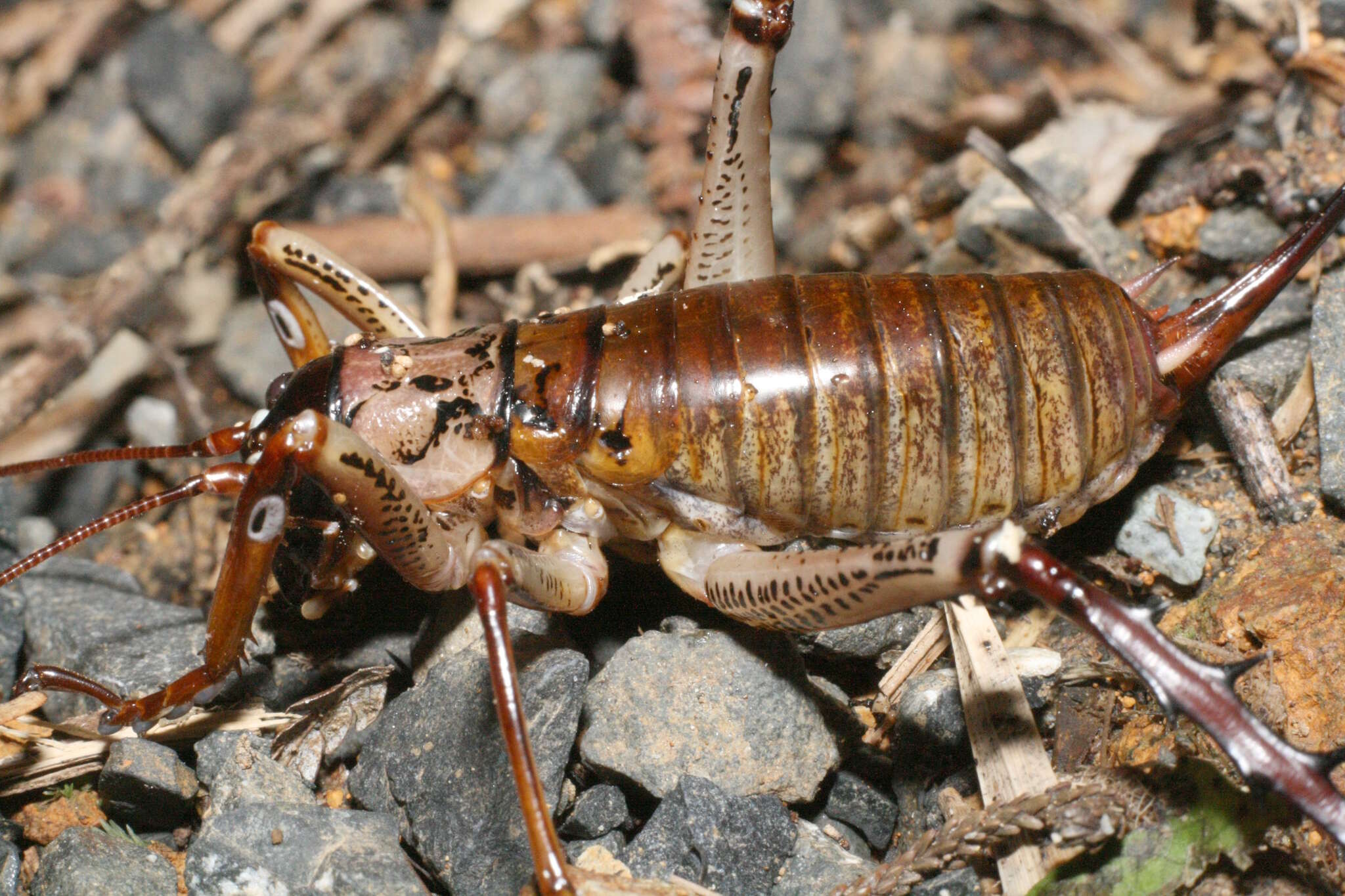 Image of Auckland tree weta