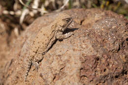 Image of Greater Short-horned Lizard