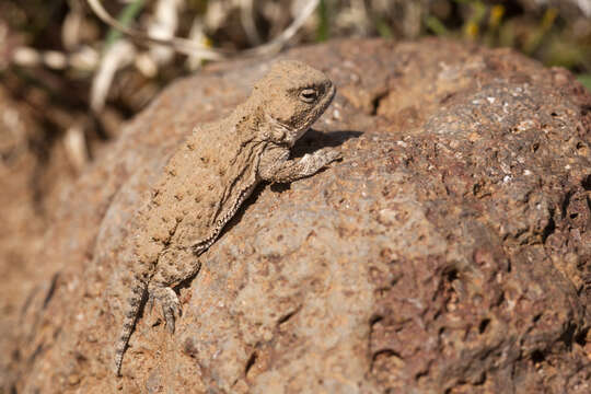 Image of Greater Short-horned Lizard