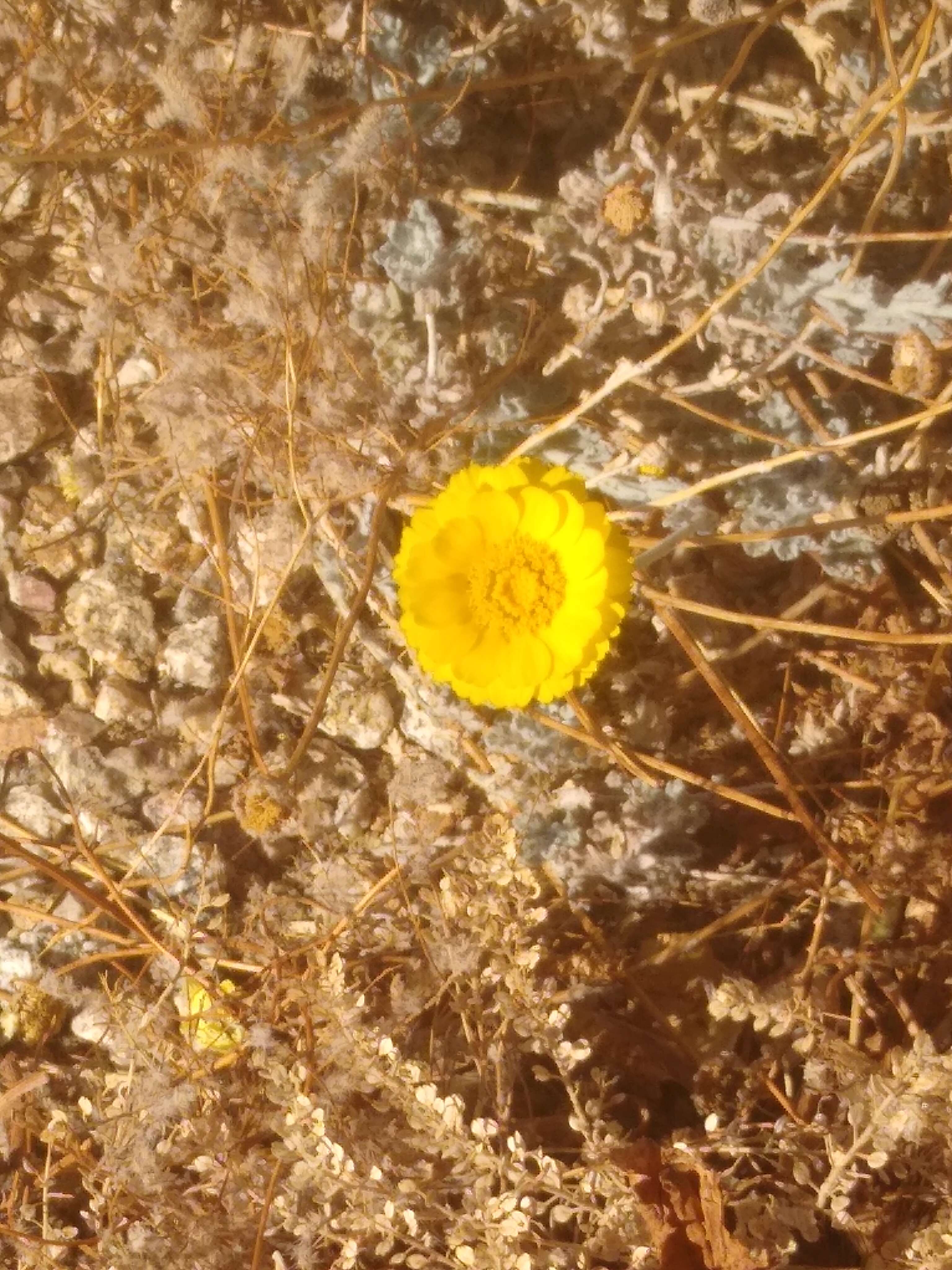 Image of desert marigold