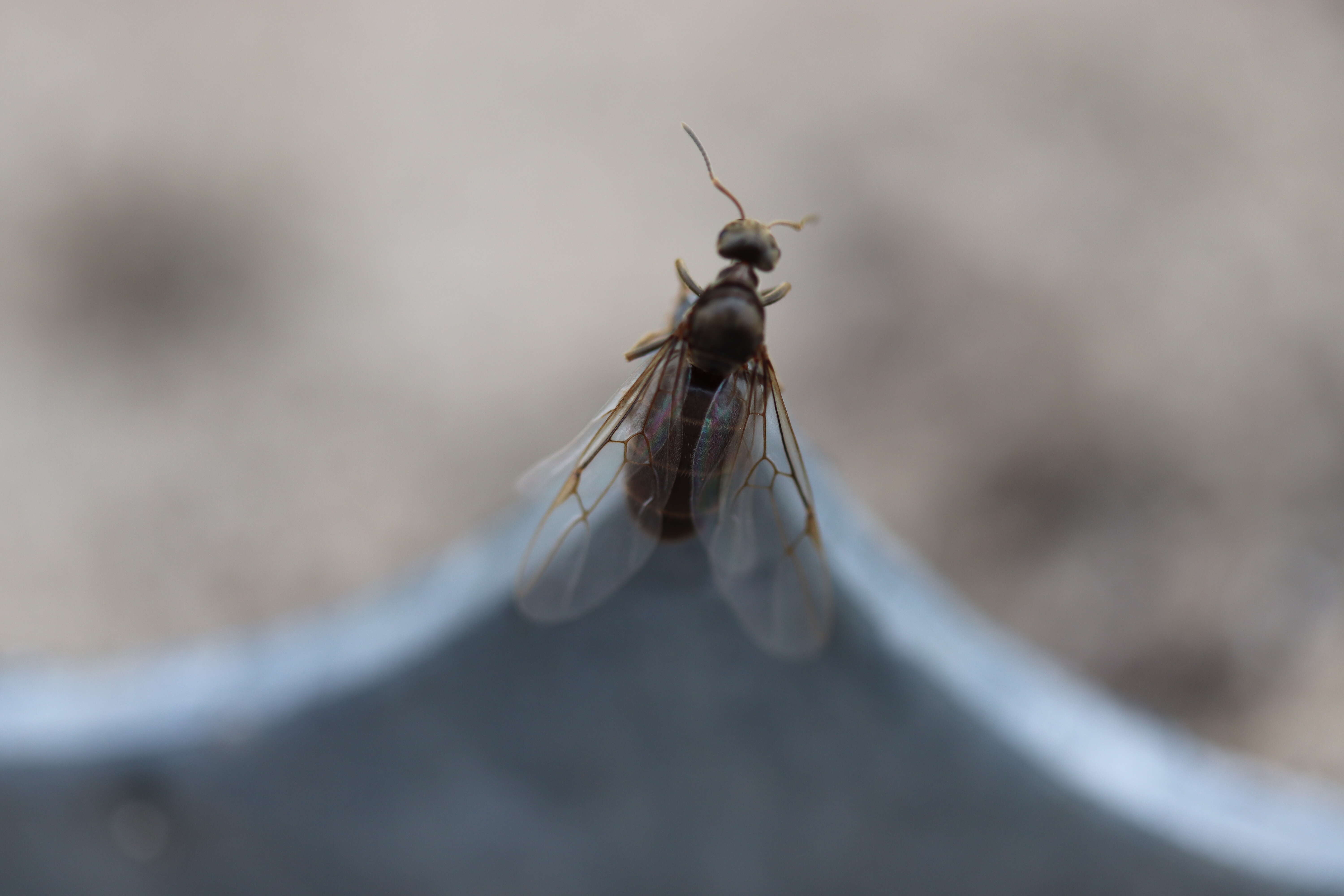 Image of Small black ant