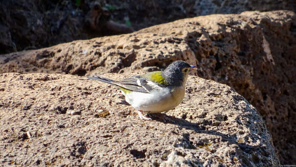 Image of Madeiran Chaffinch