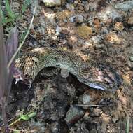 Image of Blacktail Rattlesnake