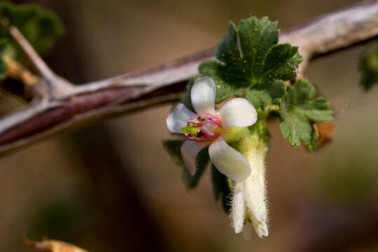 Image of trumpet gooseberry