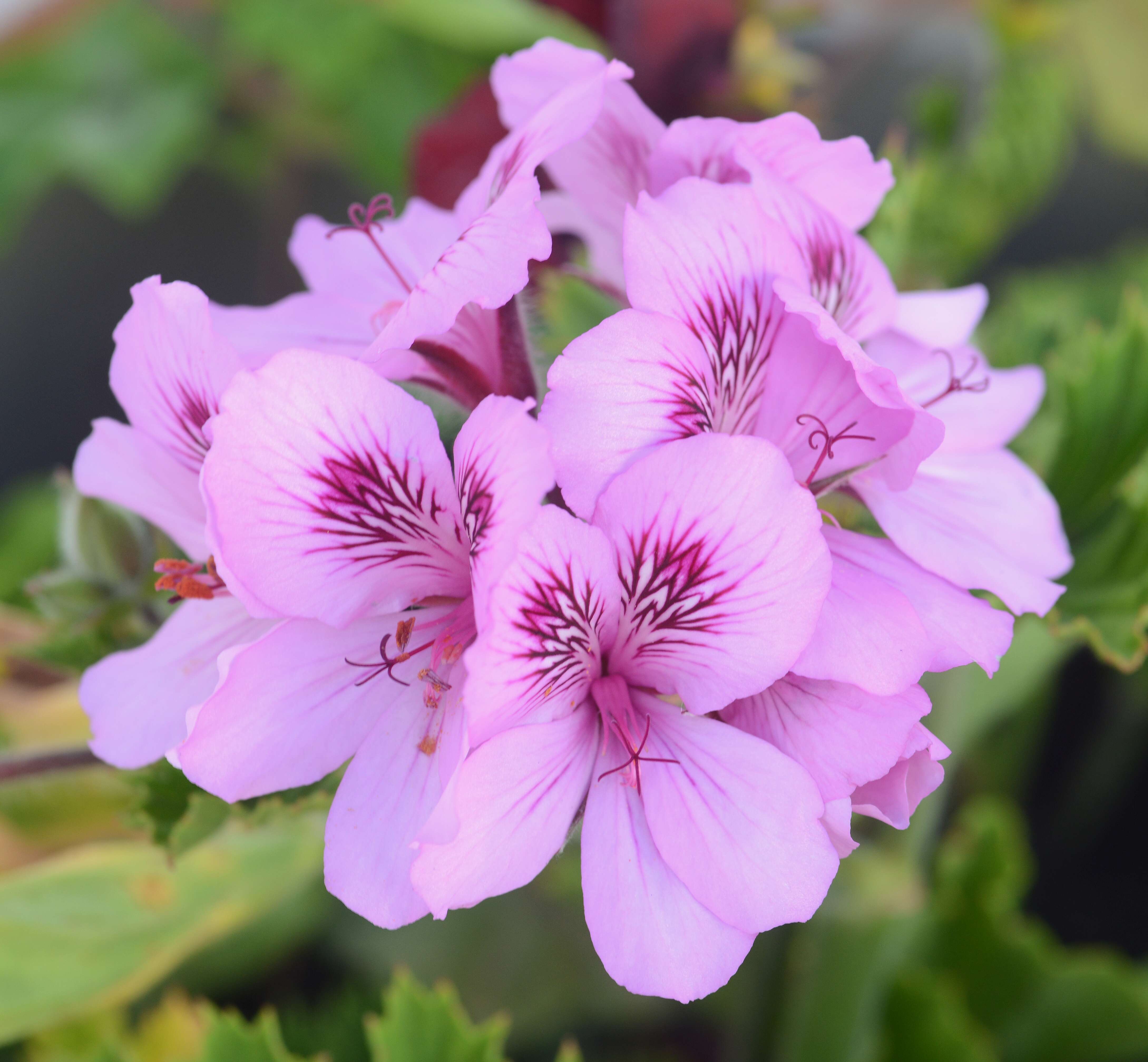 Imagem de Pelargonium