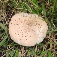 Image of Green-spored parasol