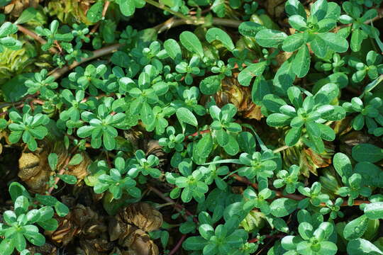 Image of Ludwigia adscendens (L.) Hara