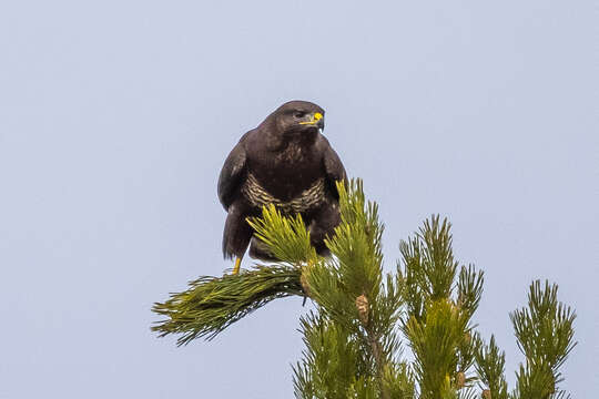 Image of Common Buzzard