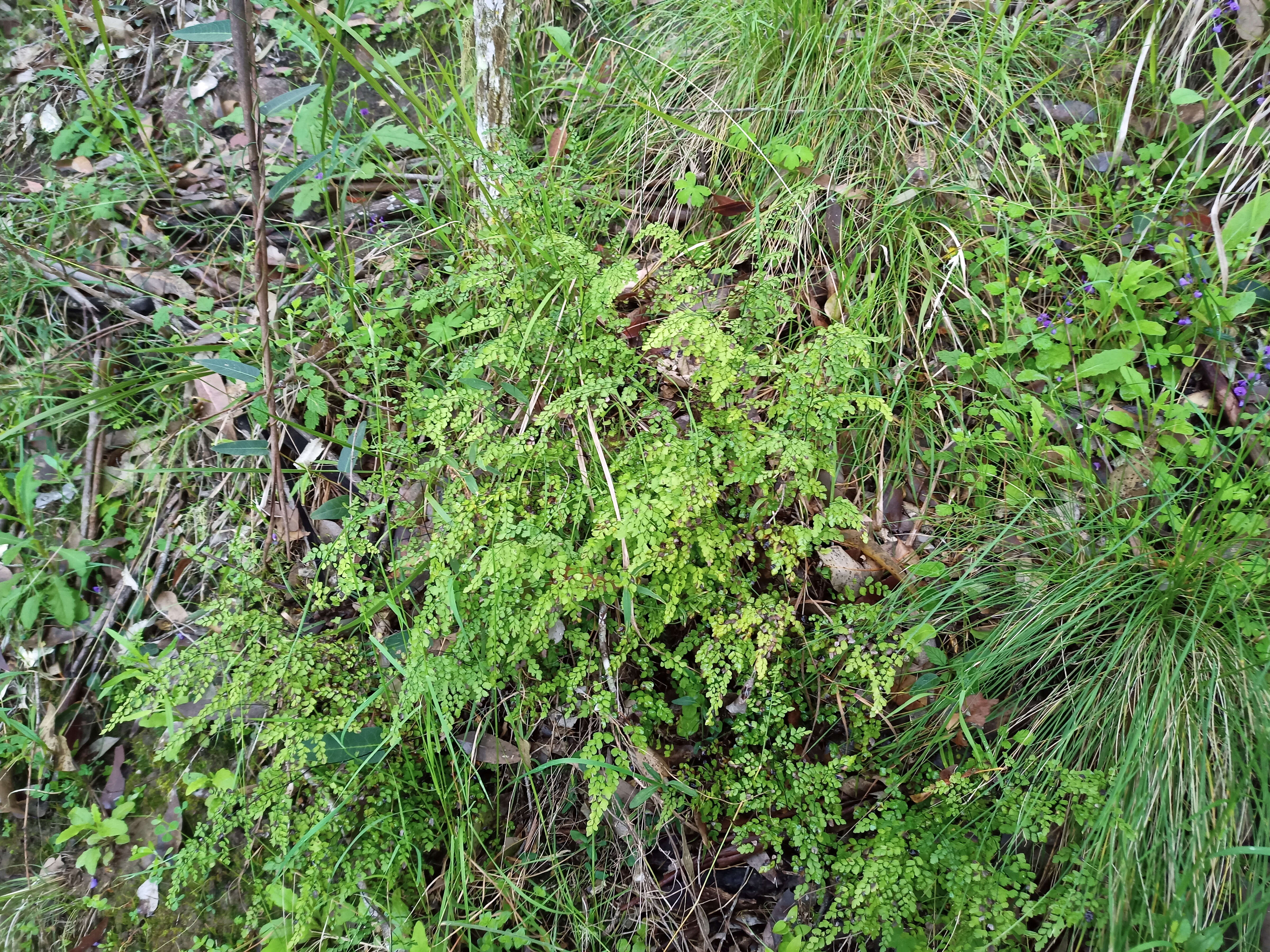 Image of Adiantum aethiopicum L.