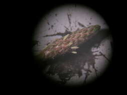 صورة Eleocharis cylindrostachys Boeckeler