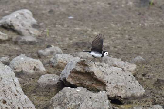 Image of White-fronted Chat