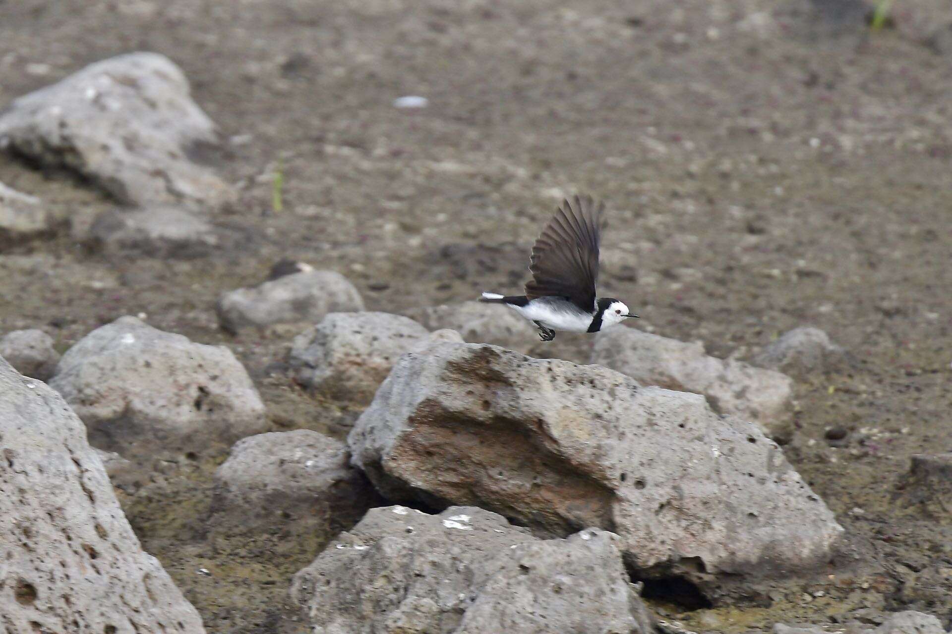 Image of White-fronted Chat