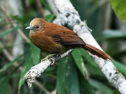 Image of Russet-mantled Softtail