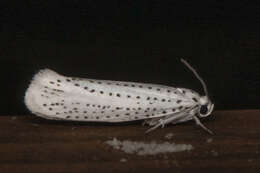 Imagem de Yponomeuta evonymella Linnaeus 1758