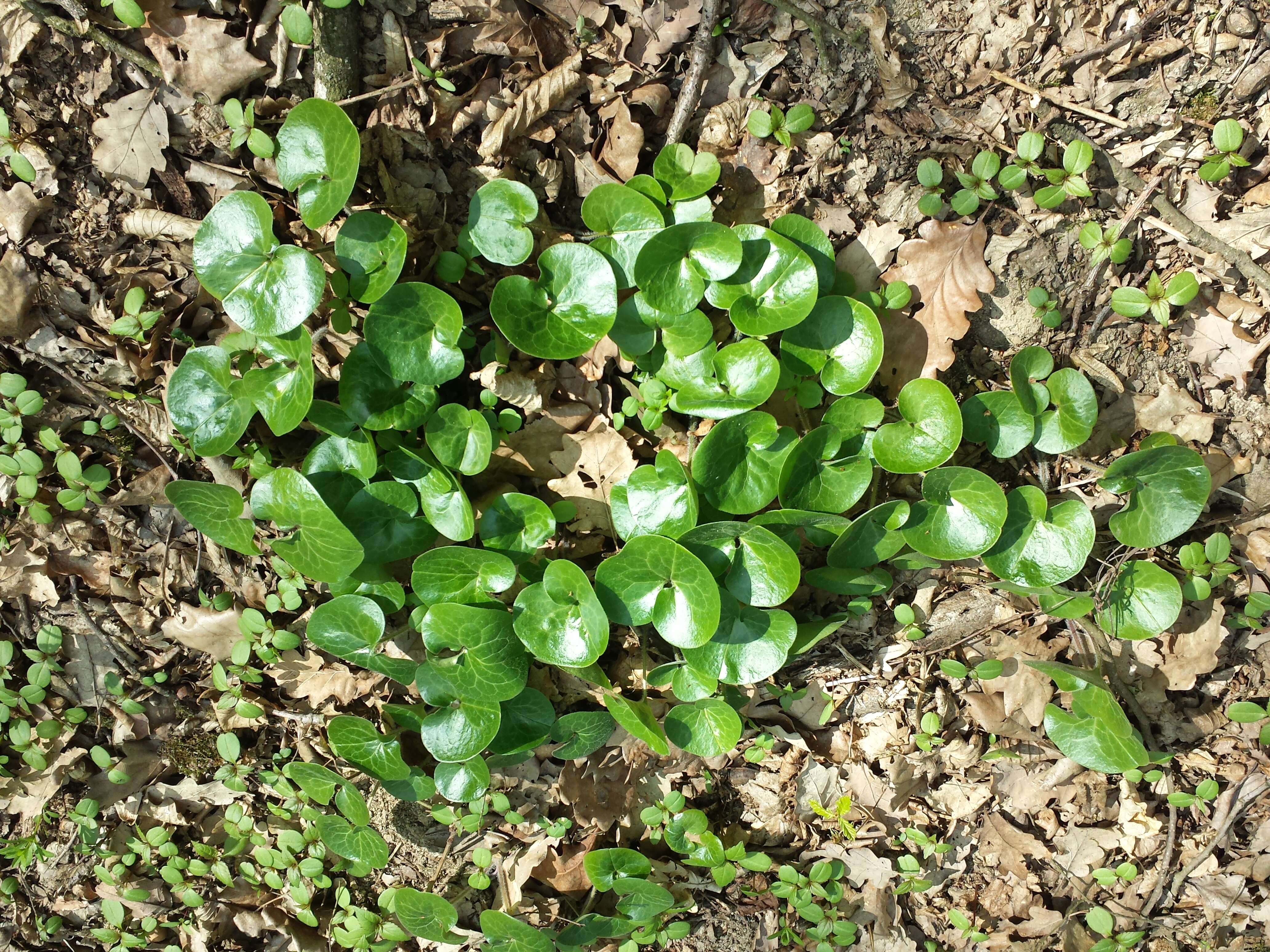 Image of European wild ginger