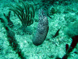 Image of Common Conger