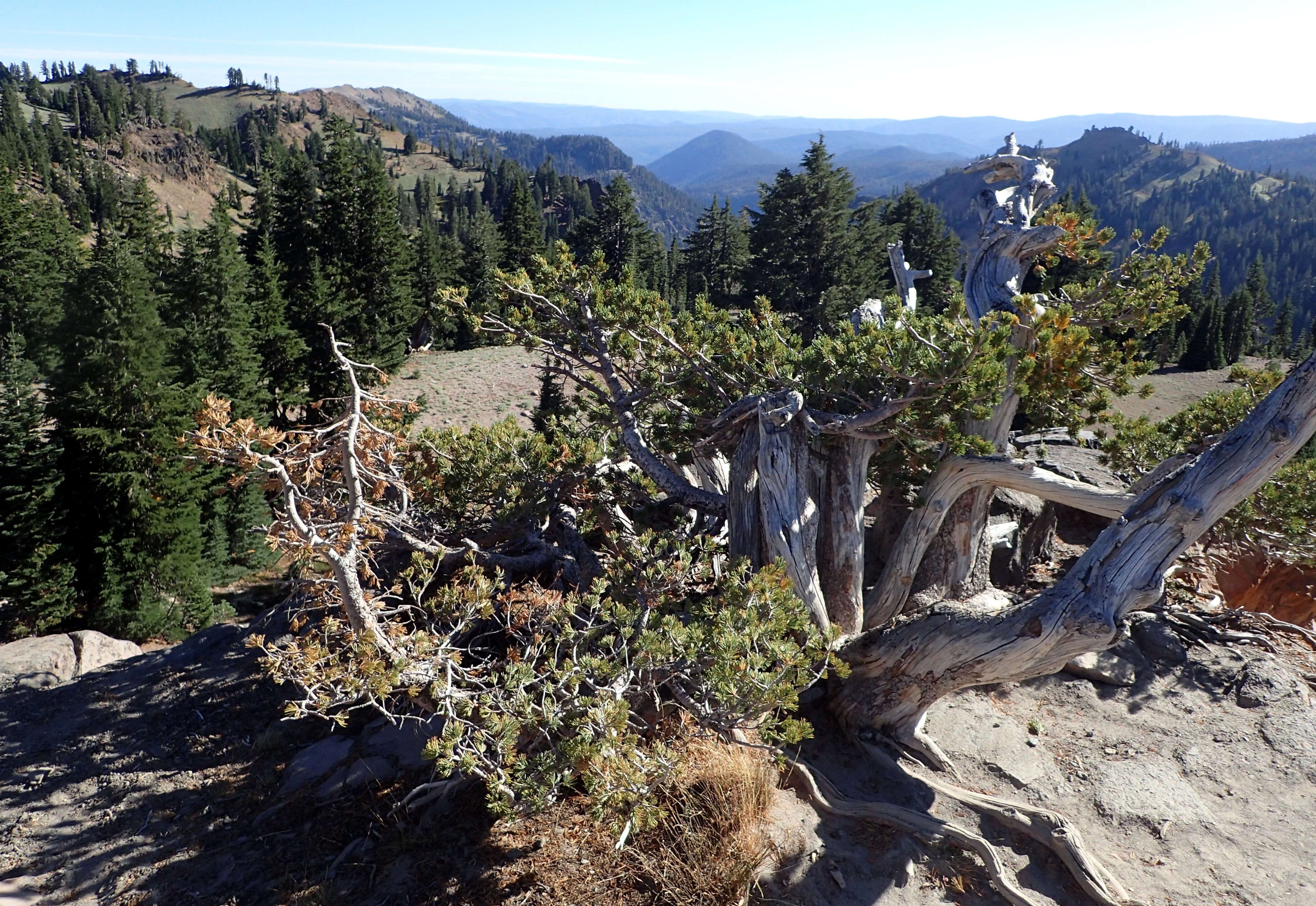 Image of whitebark pine