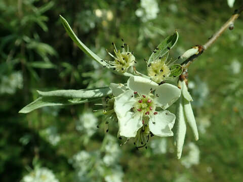 Plancia ëd Pyrus salicifolia Pall.