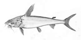 Image of Catfish