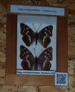 Image of purple emperor