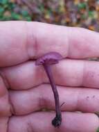 Image of Laccaria amethystina Cooke 1884