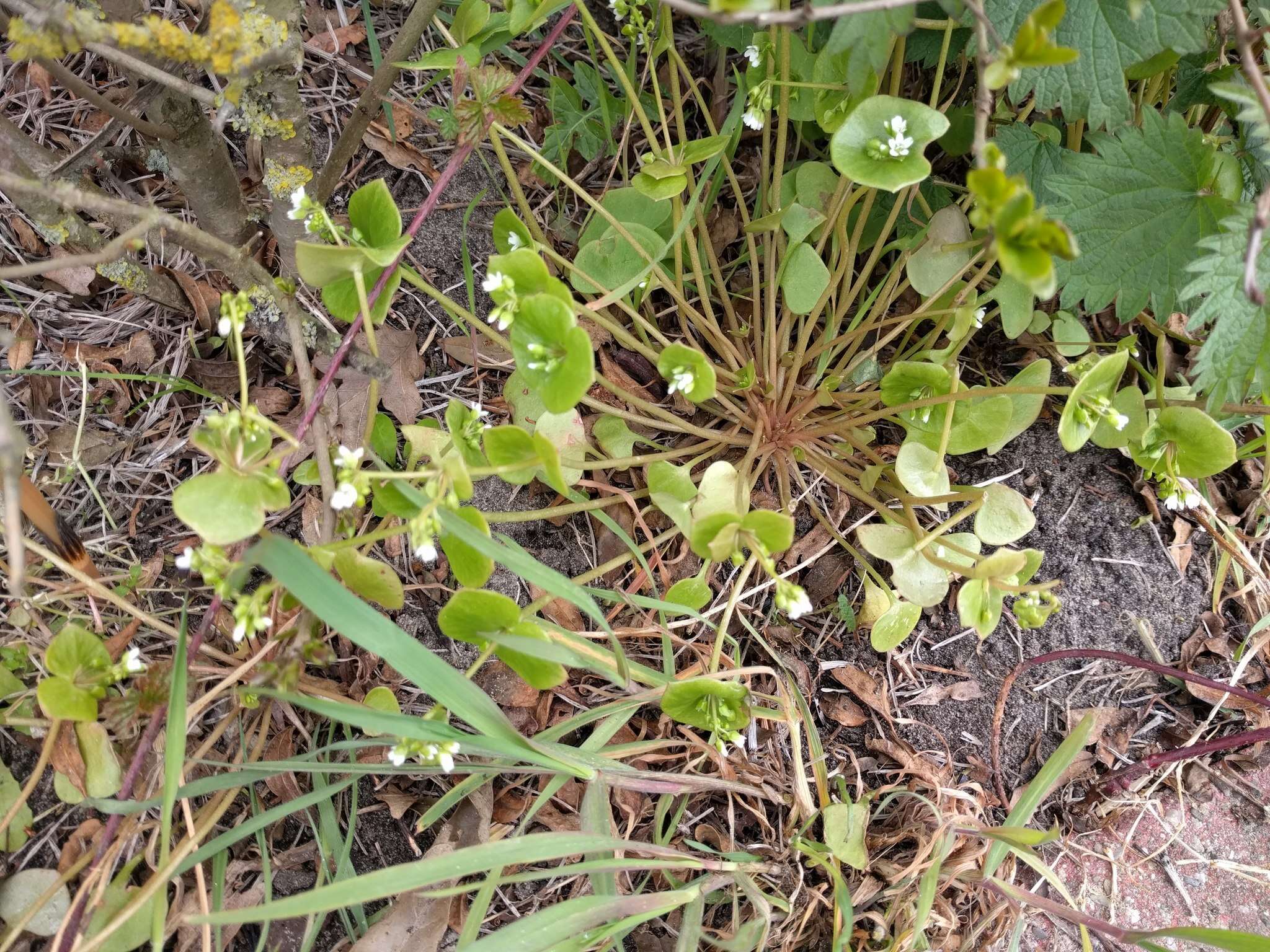 Image of Indian lettuce