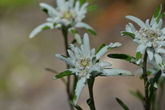 Image of edelweiss