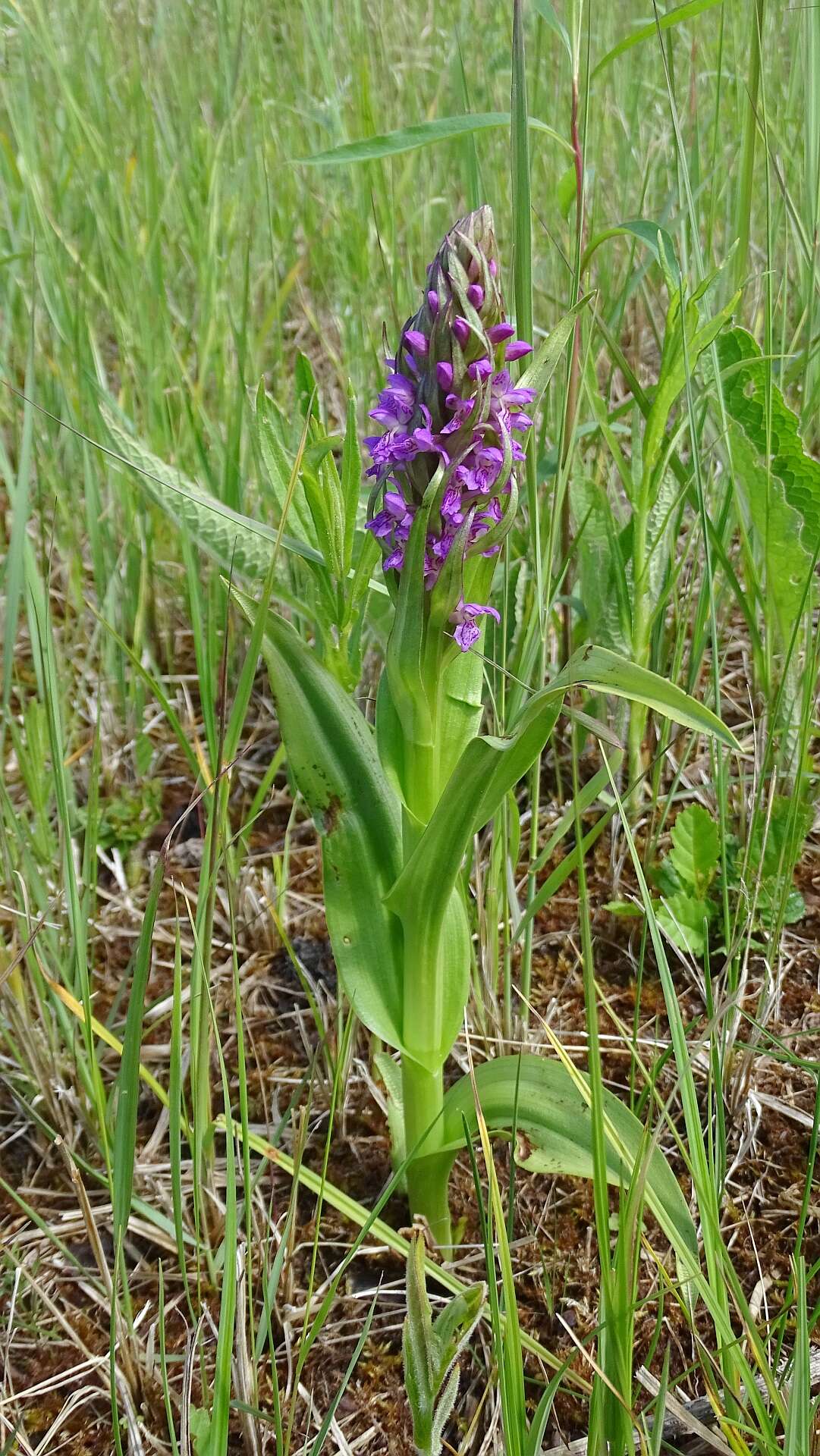 Dactylorhiza incarnata (L.) Soó resmi