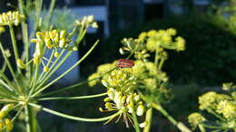 Image of <i>Graphosoma italicum</i>