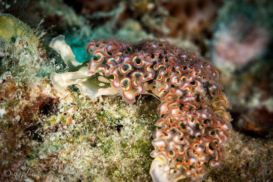 Image of lettuce sea slug