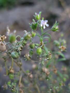 Image of dwarf snapdragon