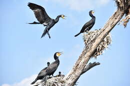 Image of Black Shag