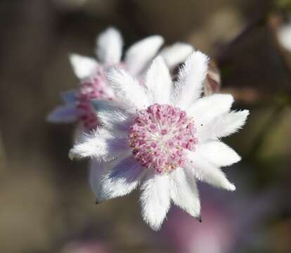 Imagem de Actinotus forsythii Maiden & Betche