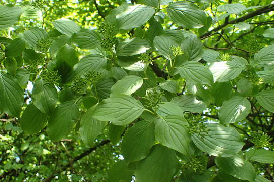 Image of Cornus walteri Wangerin