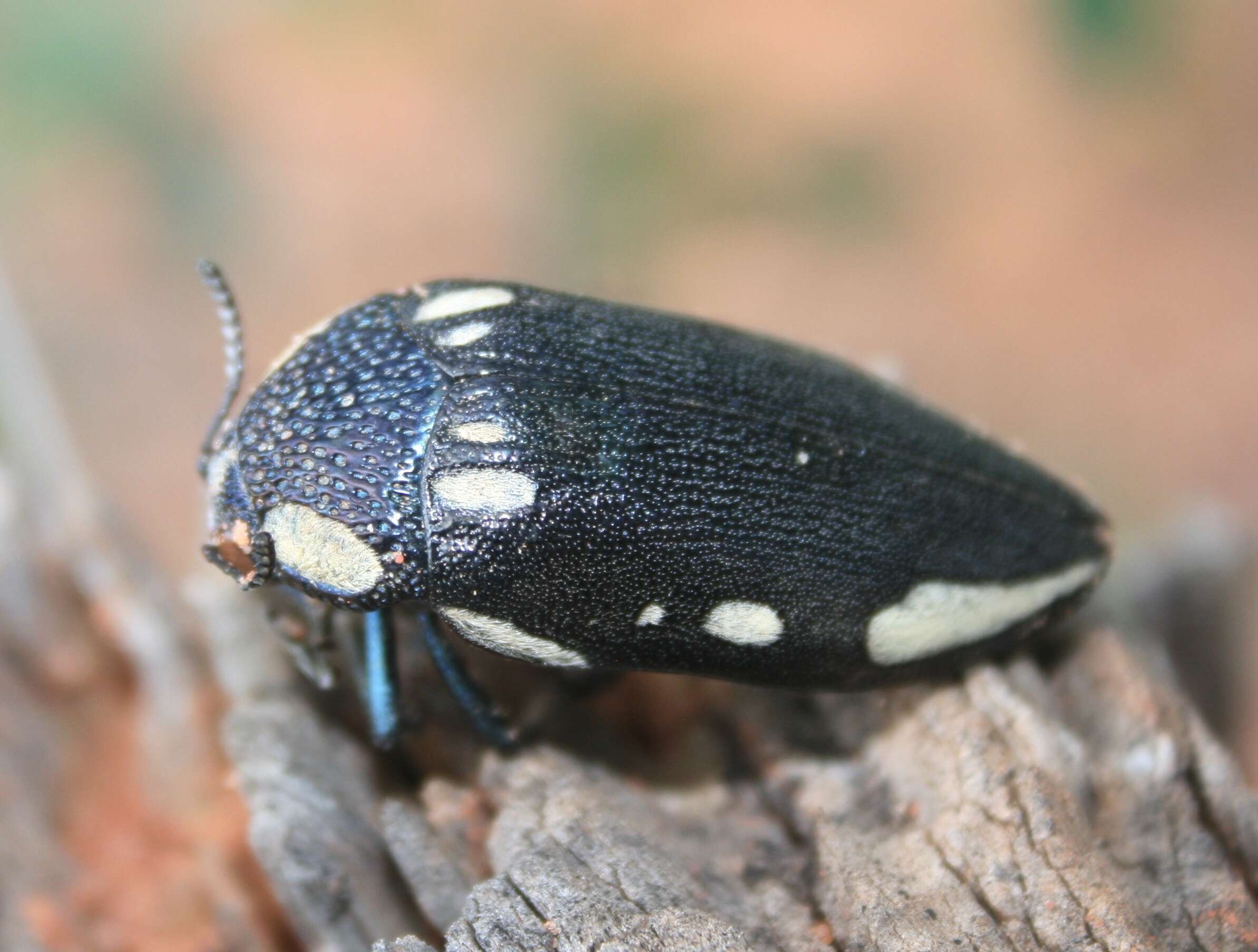 Imagem de Sternocera orissa Buquet 1837