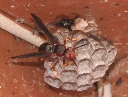 Image of Polistes metricus Say 1831