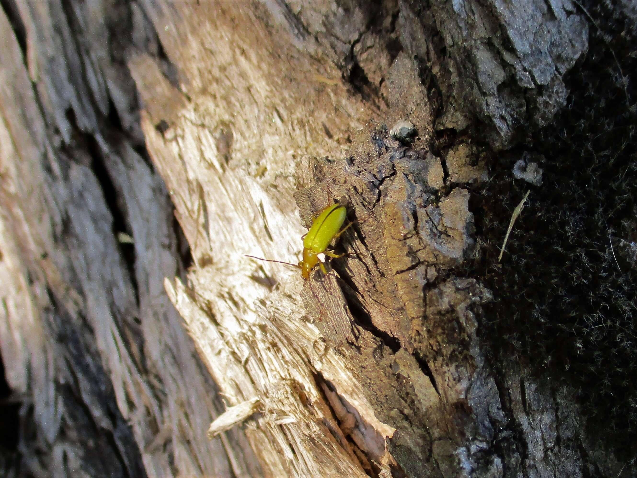 Image of Cteniopus sulphureus