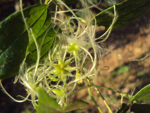 Image of Clematis javana DC.