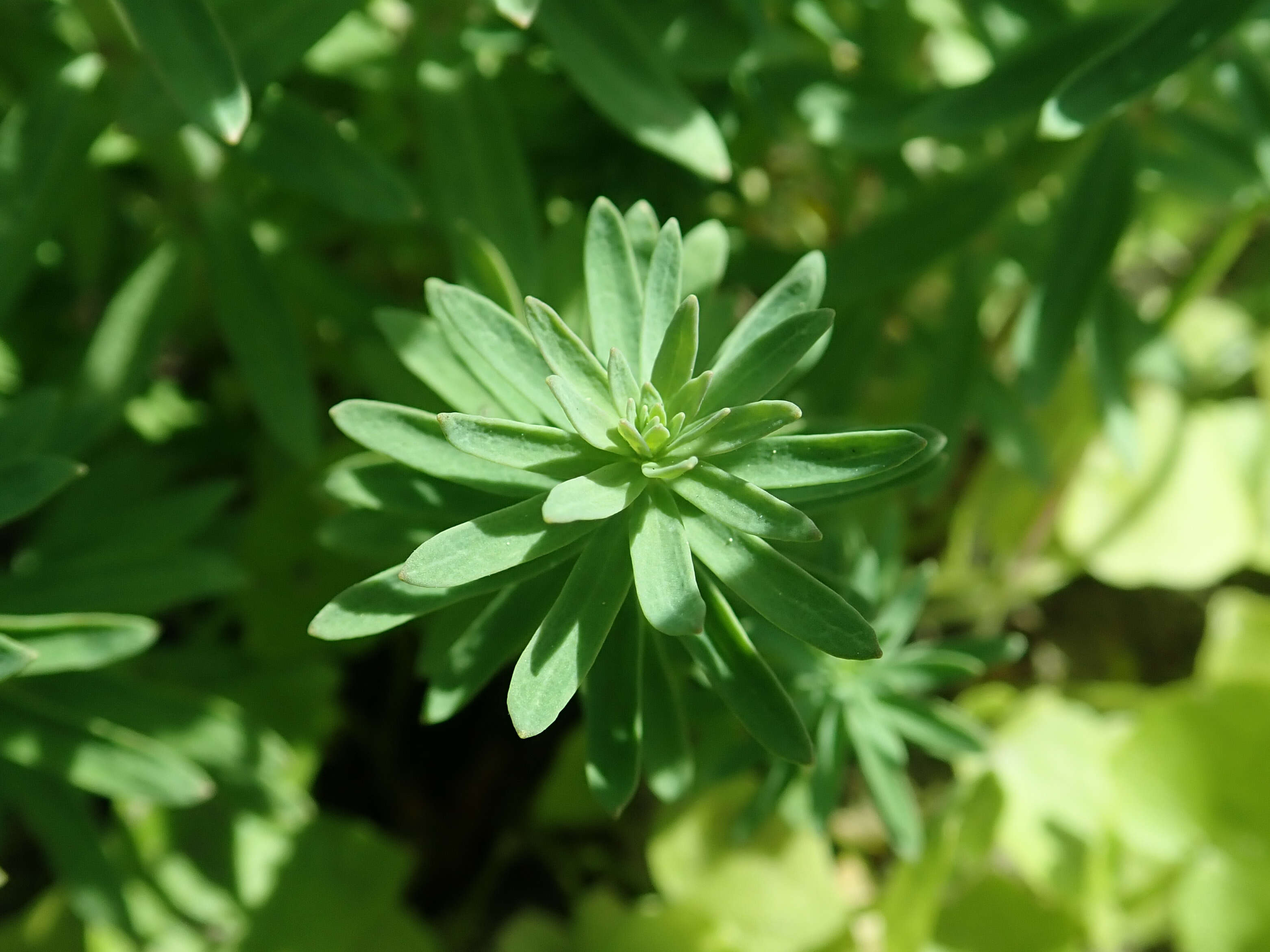 Image of Purple Toadflax