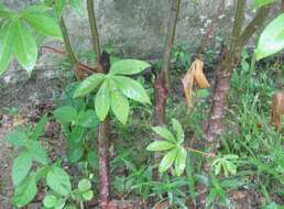 Image of cassava