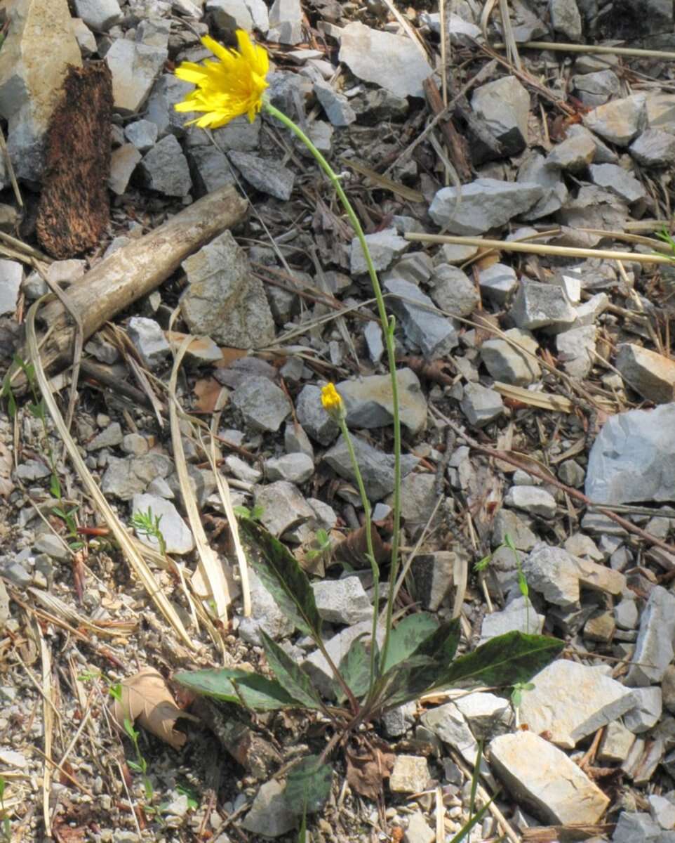 Image of Hieracium bifidum Kit.