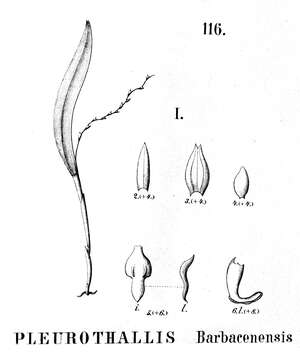 Image of Acianthera hygrophila (Barb. Rodr.) Pridgeon & M. W. Chase