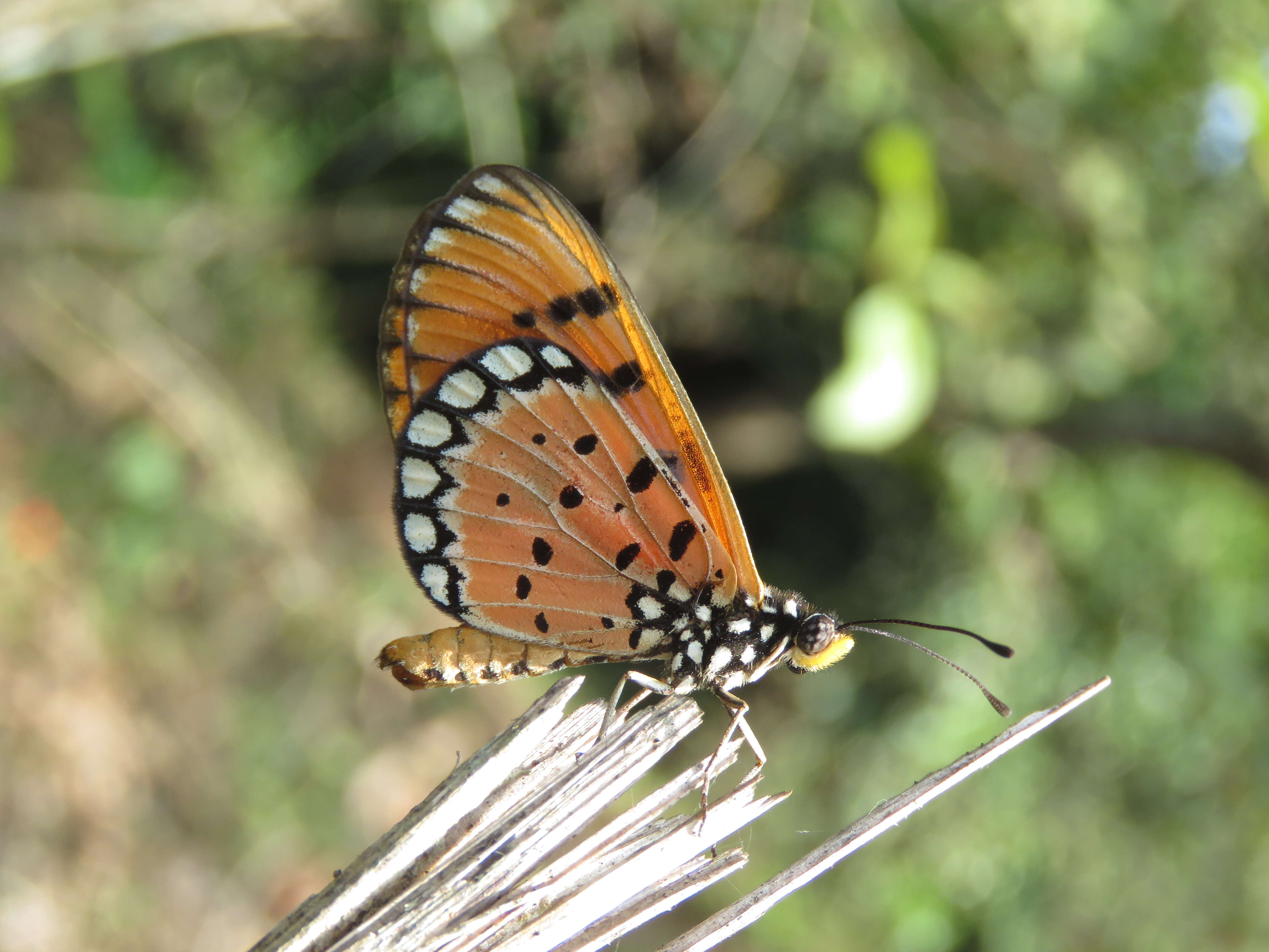 Image of Acraea terpsicore