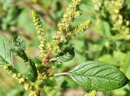 Imagem de Amaranthus powellii S. Wats.