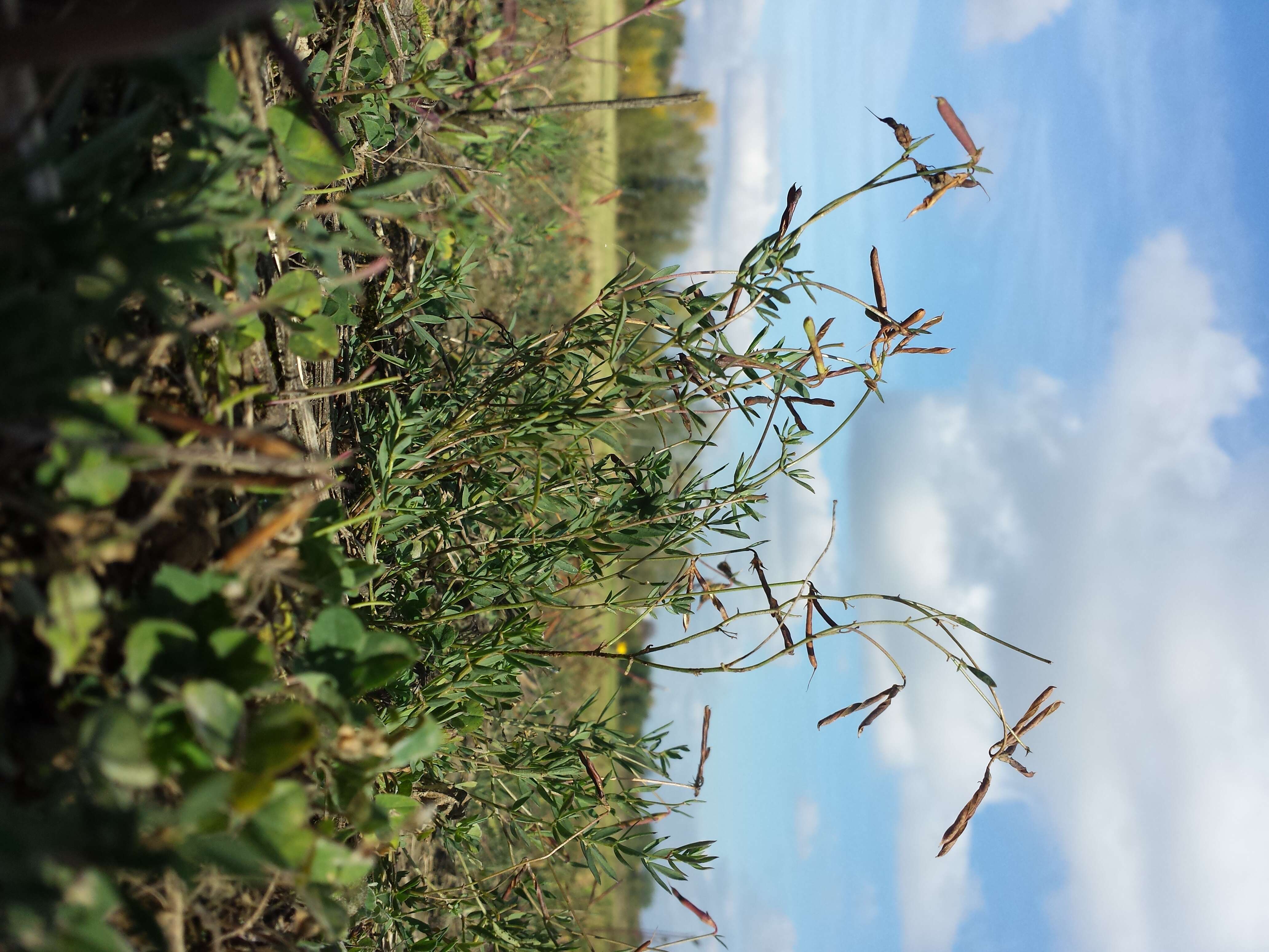 Image of Narrow-leaved Bird's-foot-trefoil